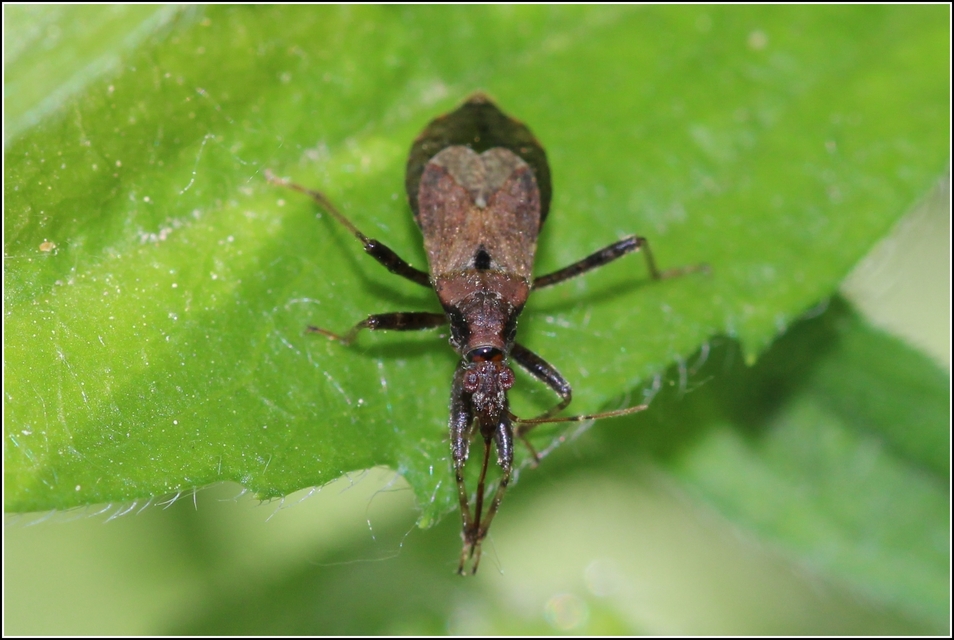 Himacerus