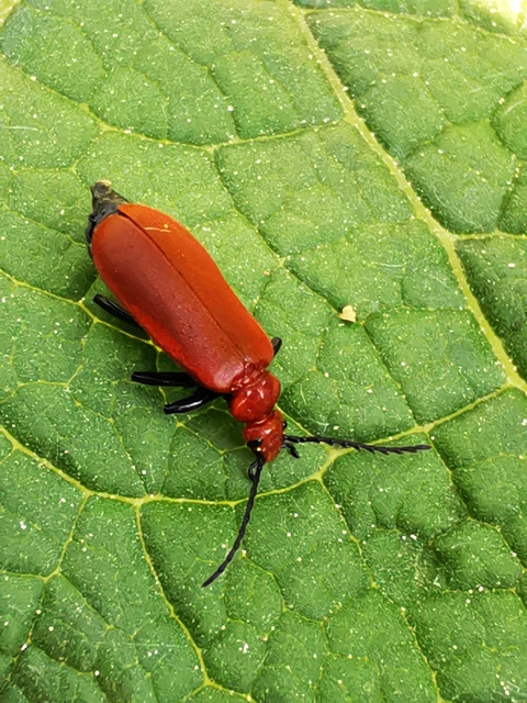 Pyrochroa serraticornis - közép-bíborbogár