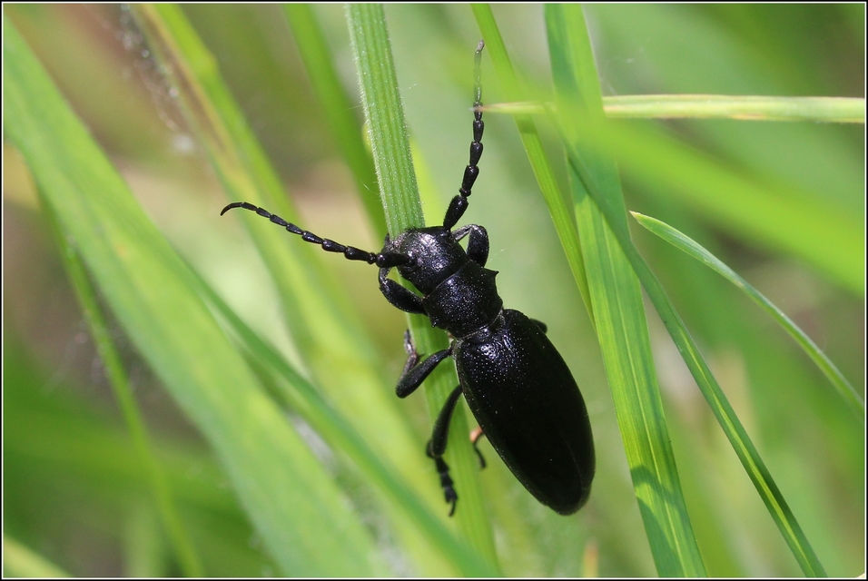 Dorcadion aethiops - fekete gyalogcincér