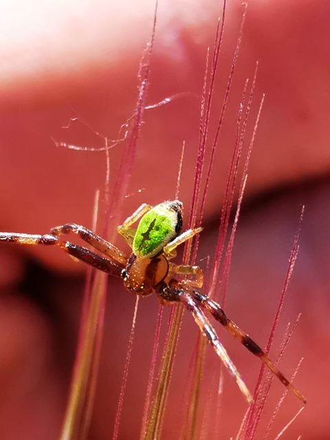Ebrechtella tricuspidata - alakoskodó karolópók