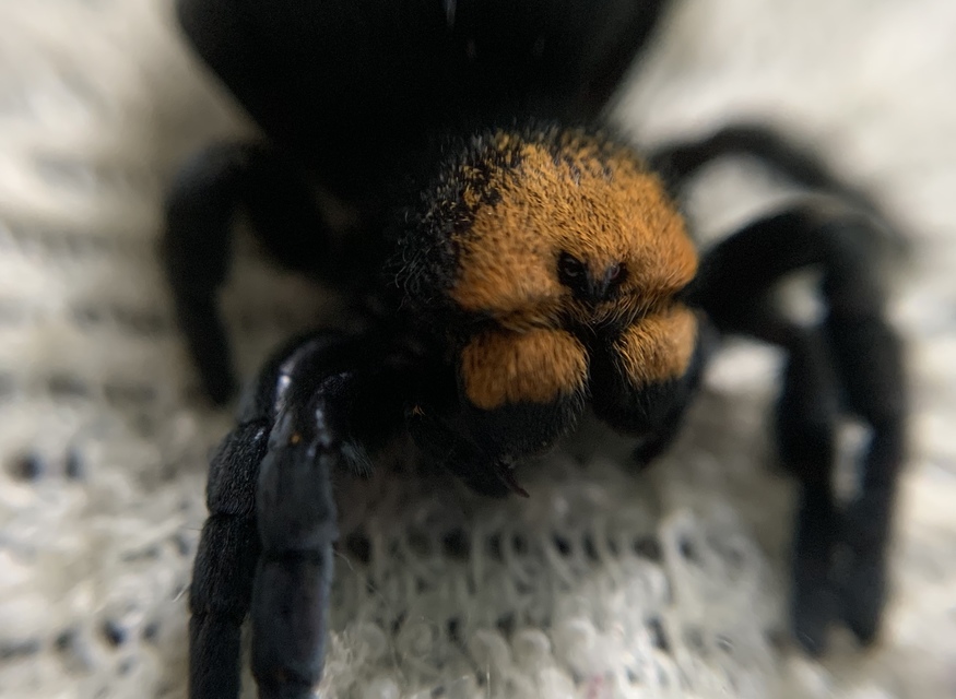 Eresus moravicus - sárgafejű bikapók Eresus moravicus - sárgafejű bikapók