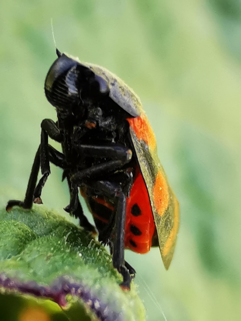 Cercopis