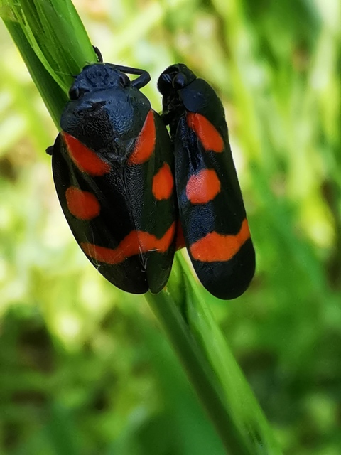 Cercopis