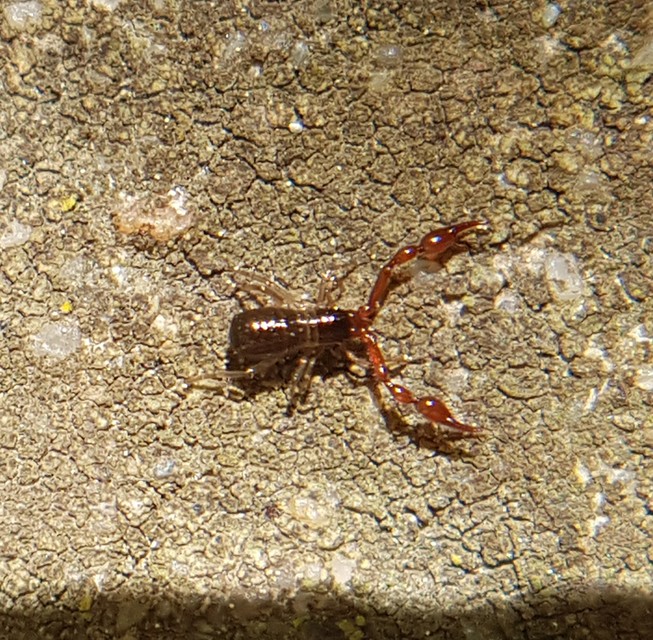 Pseudoscorpionida - Álskorpiók