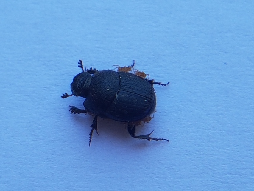Onthophagus ovatus - apró trágyatúró