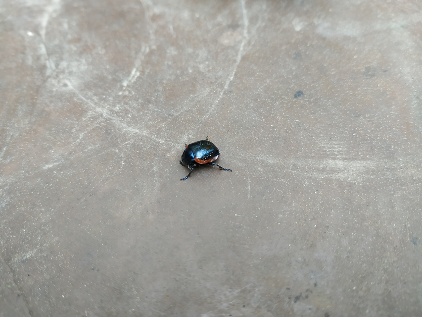 Chrysolina rossia - trapézhátú szegélyeslevelész