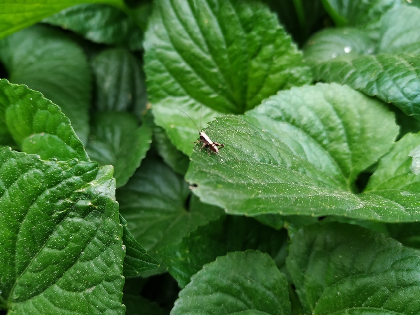 Pholidoptera griseoaptera - szürke avarszöcske