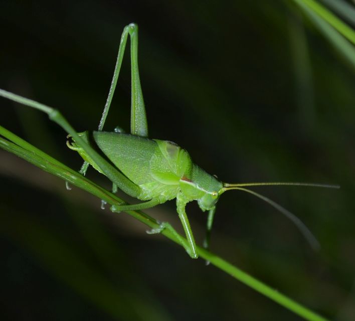 Isophya costata - magyar tarsza