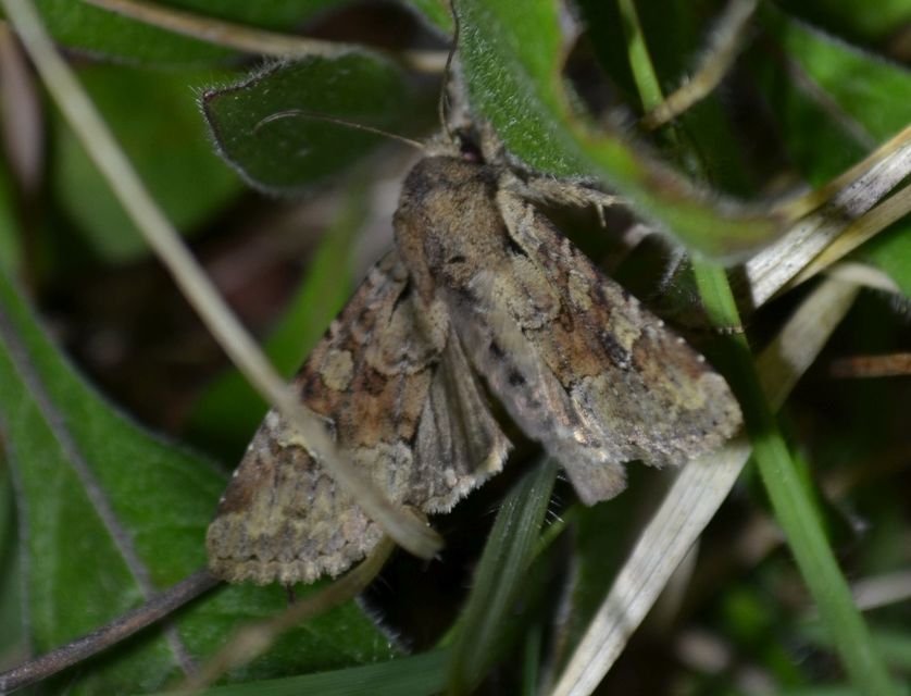 Apamea sordens - kalászrágó dudvabagoly