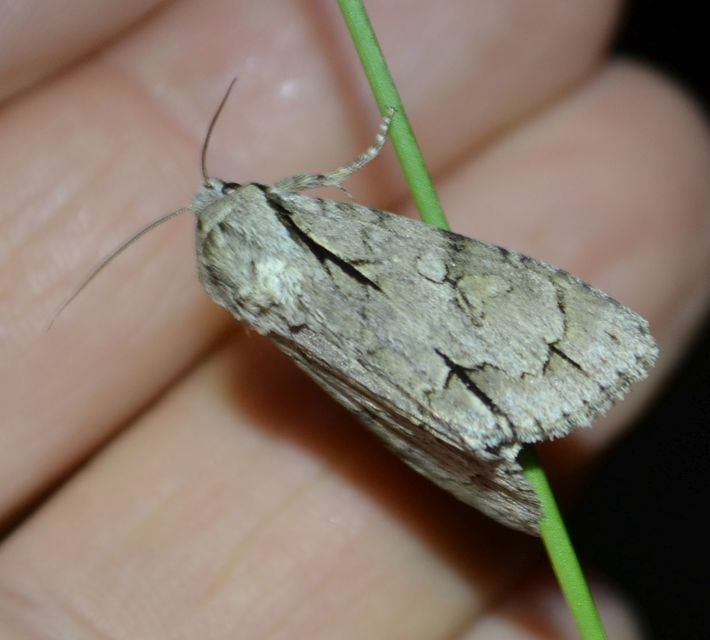 Acronicta cuspis/tridens/psi