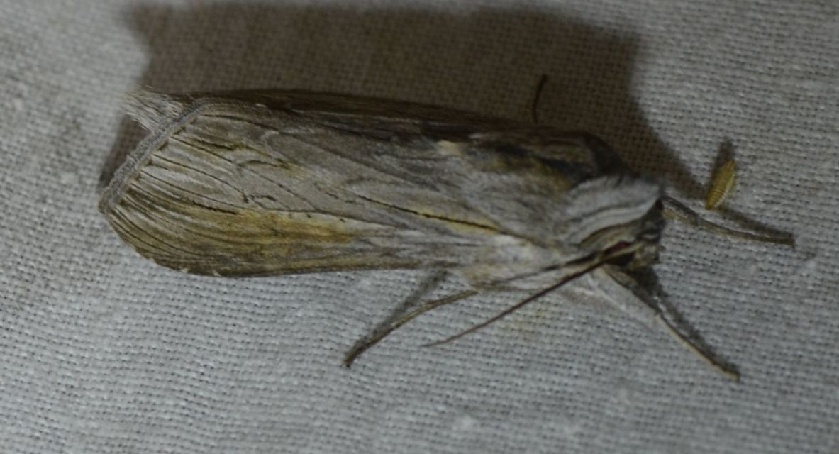 Cucullia umbratica - közönséges csuklyásbagoly