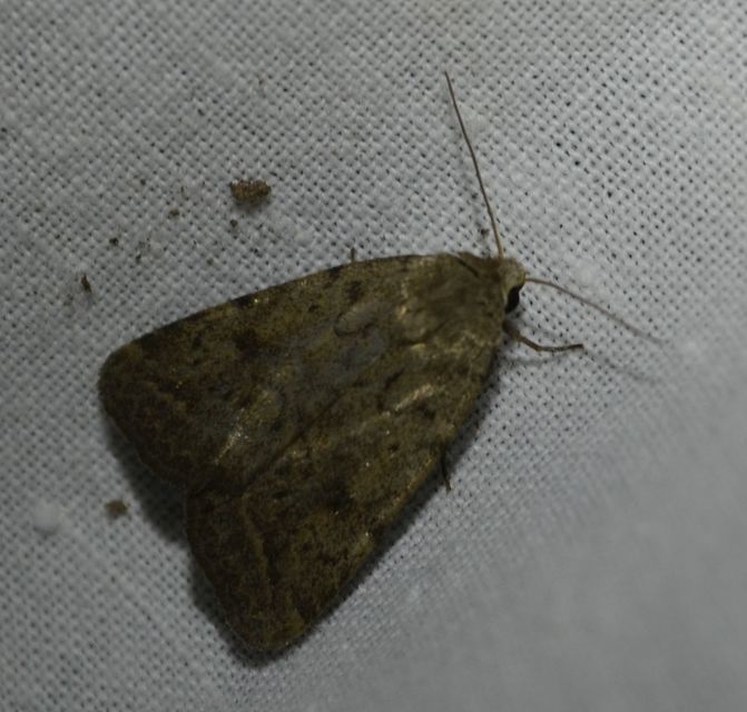 Athetis gluteosa - nyugtalan lápibagoly