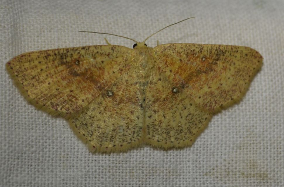 Cyclophora porata - körös pettyesaraszoló