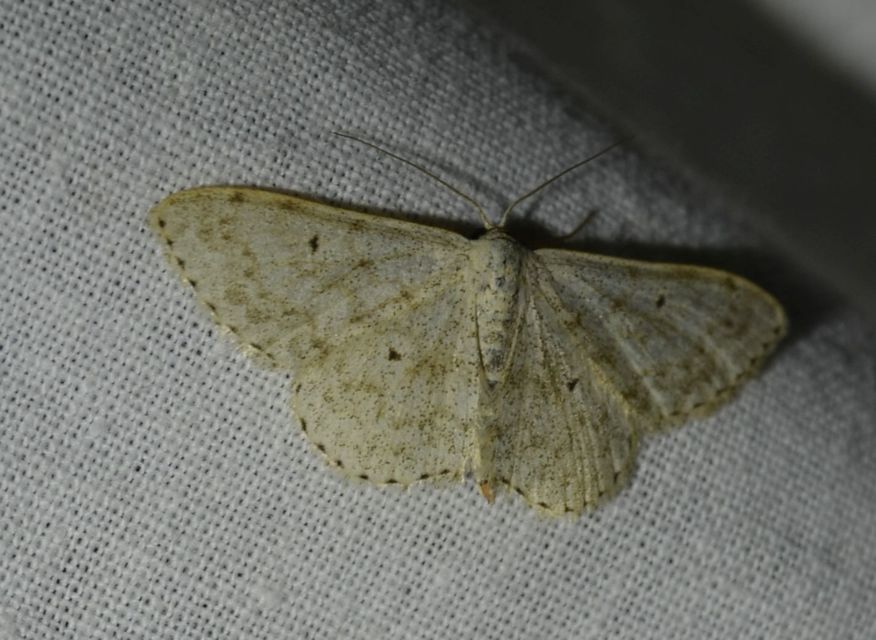 Scopula marginepunctata - pettyes sávosaraszoló