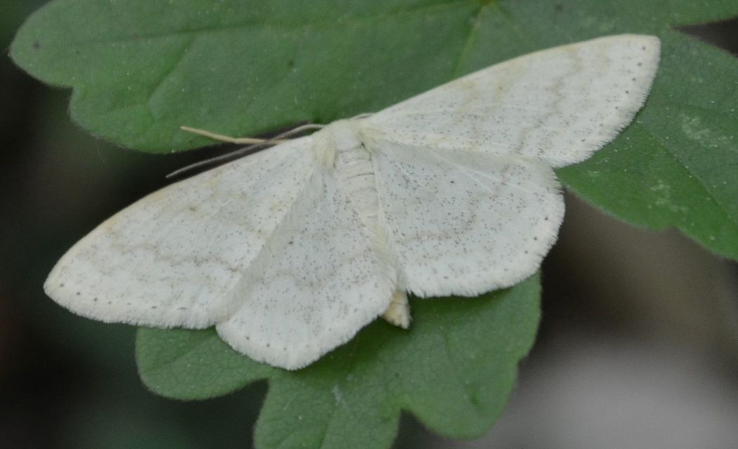 Scopula floslactata - tejfehér sávosaraszoló