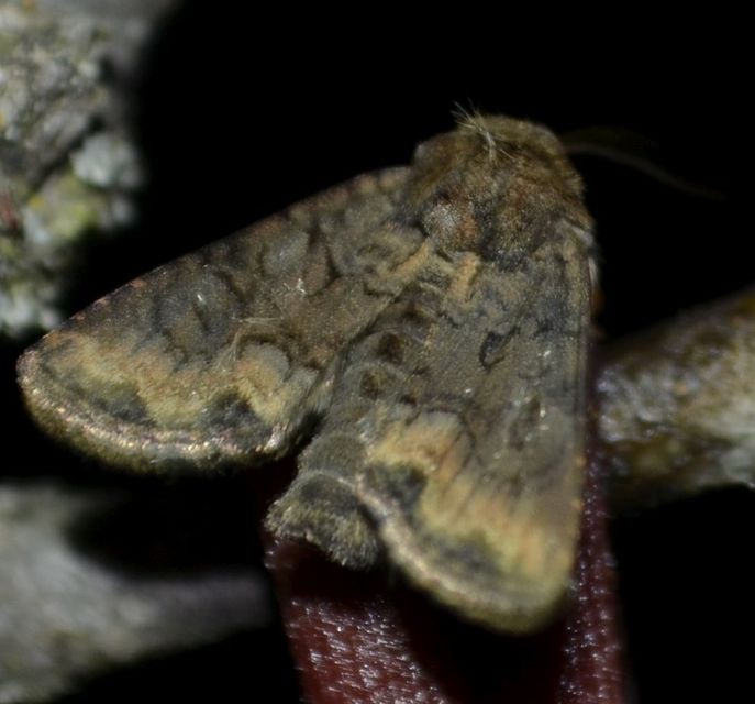 Oligia