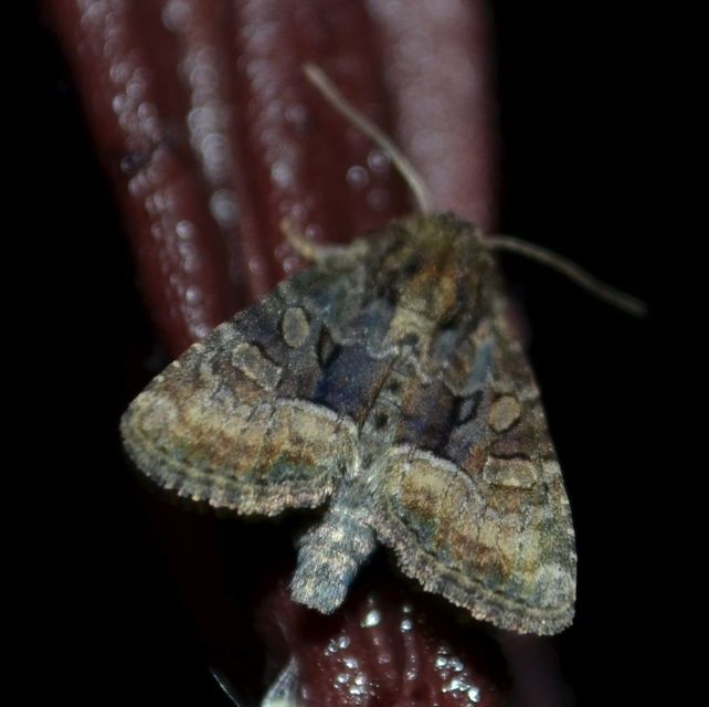 Oligia