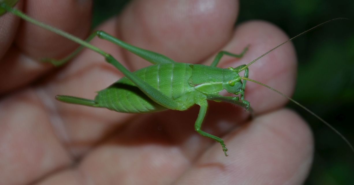 Isophya costata - magyar tarsza