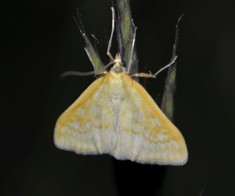 Sitochroa verticalis - világossárga dudvamoly