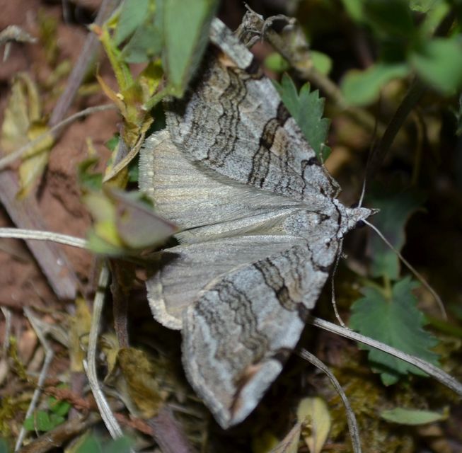 Aplocera efformata/plagiata