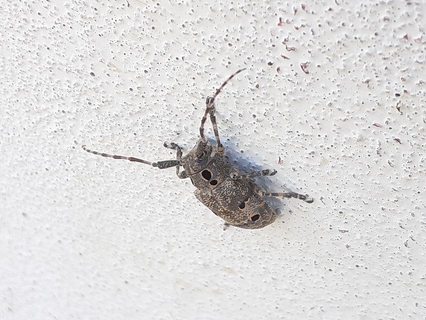 Mesosa curculionoides - szemfoltos cincér