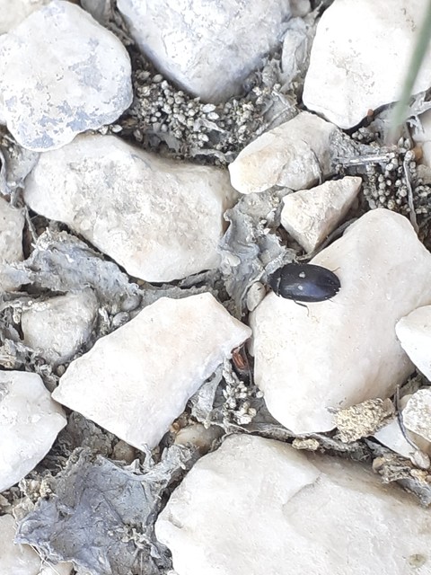 Attagenus pellio - közönséges szűcsbogár