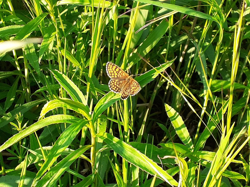 Melitaea athalia/aurelia/britomartis