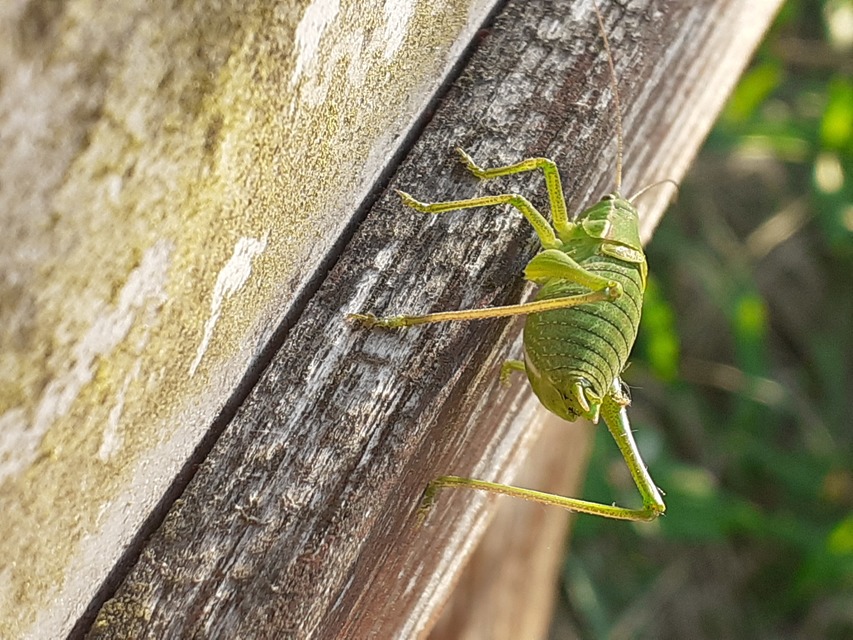 Isophya costata - magyar tarsza