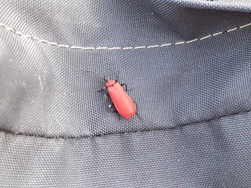 Pyrochroa coccinea - nagy bíborbogár