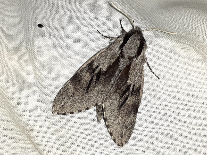 Hyloicus pinastri - fenyőszender