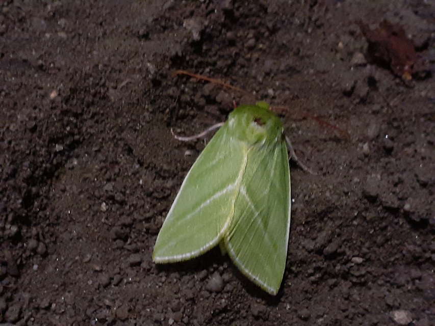 Pseudoips prasinana - bükkfa-zöldbagoly