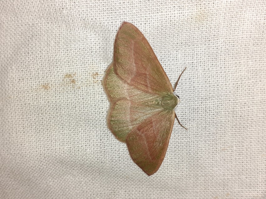 Hylaea fasciaria - erdeifenyő-sávosaraszoló