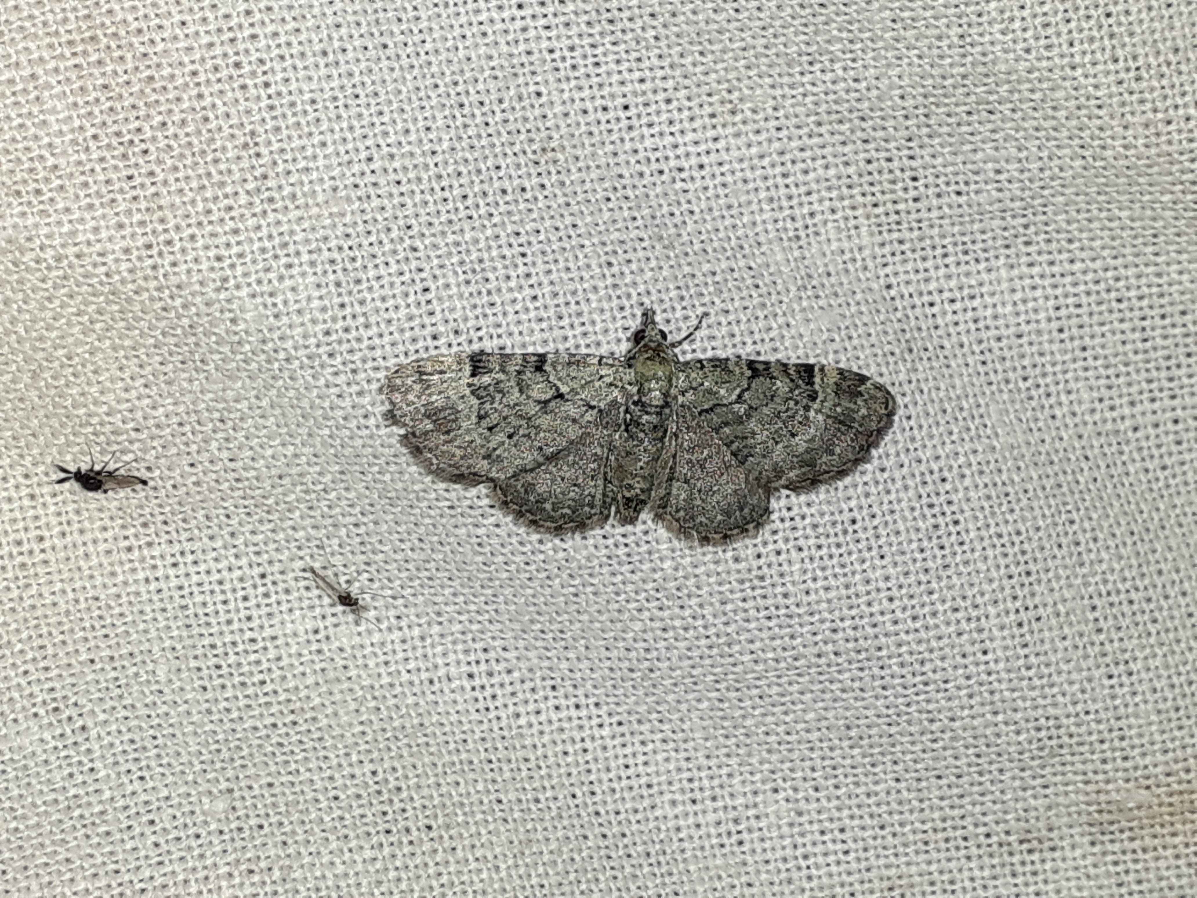 Pasiphila rectangulata - almavirág-araszoló