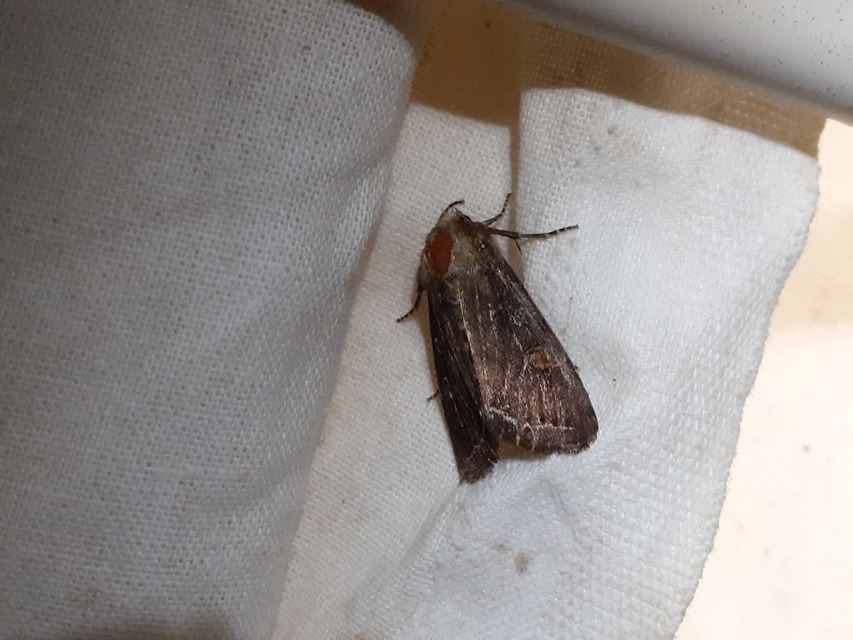 Lacanobia oleracea - saláta-kertibagoly