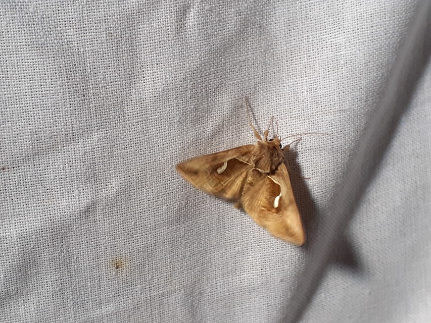Macdunnoughia confusa - cseppfoltos ezüstbagoly