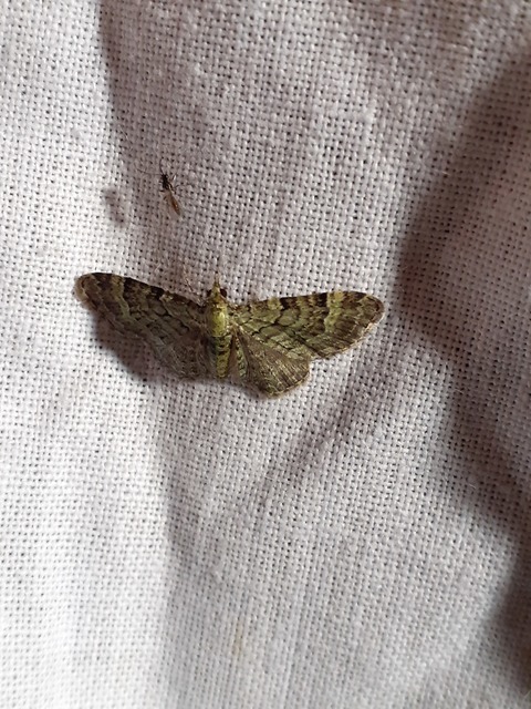 Pasiphila rectangulata - almavirág-araszoló