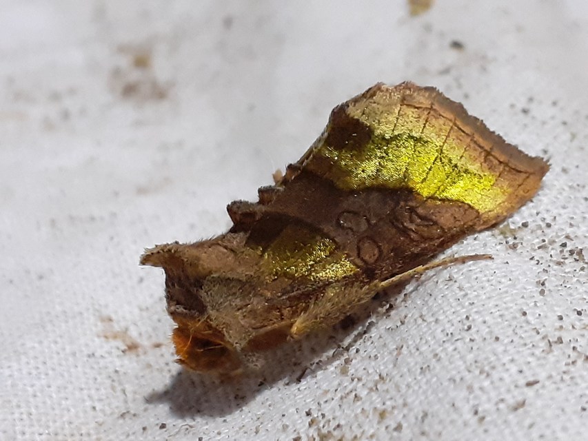 Diachrysia chrysitis - aranybagoly