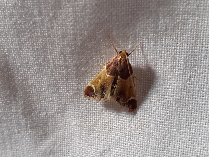 Pyralis farinalis - lisztilonca