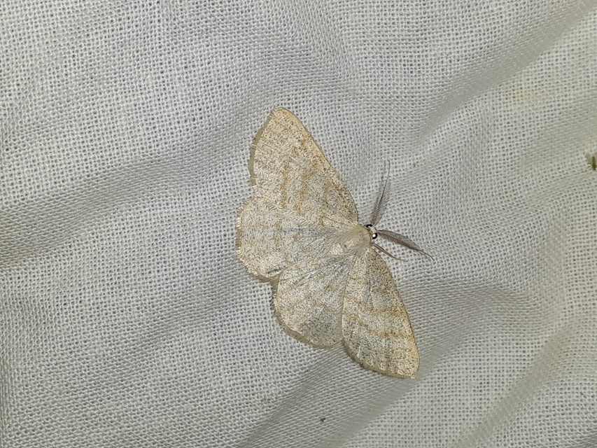 Cabera exanthemata - pettyes égeraraszoló