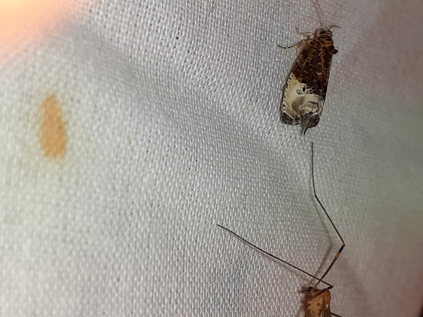Metendothenia atropunctana - pettyes tükrösmoly