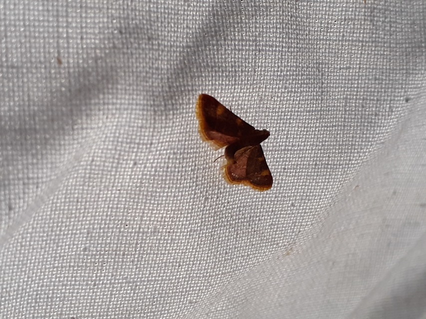 Hypsopygia costalis - szénailonca