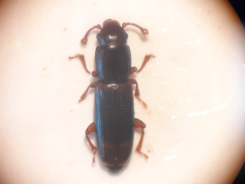 Rhizophagus bipustulatus - kétpettyes törekbogár