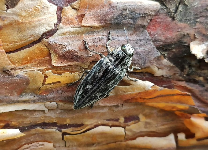 Chalcophora mariana - nagy fenyvesdíszbogár