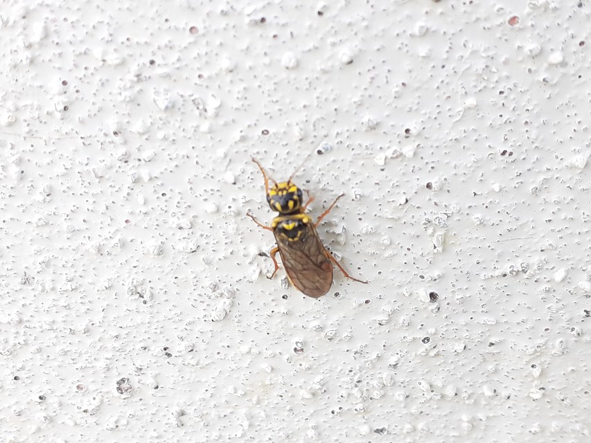 Pamphiliidae - szövődarazsak