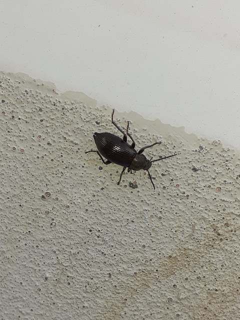 Stenomax aeneus - bronzos gyászbogár