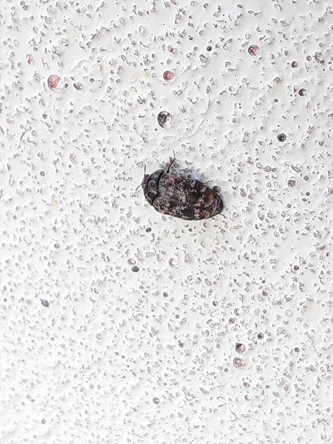 Trogoderma versicolor - tarka gabonaporva