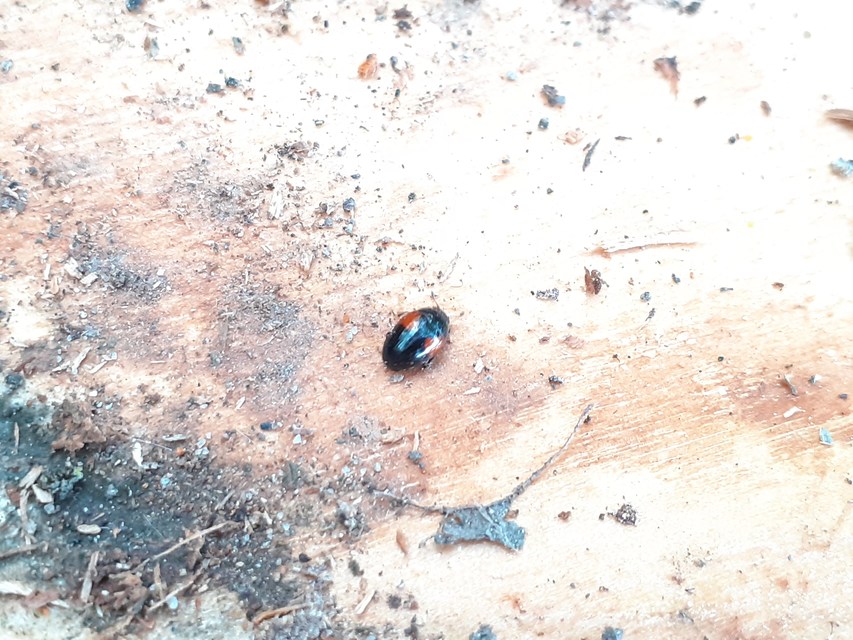 Tritoma bipustulata - feketenyakú tarbogár