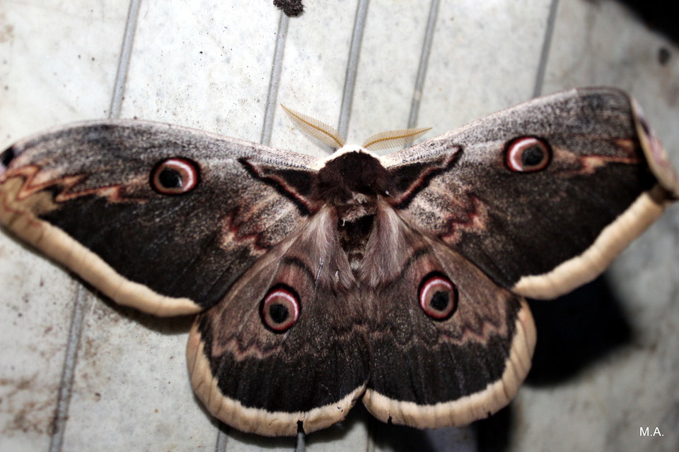 Saturnia pyri - nagy pávaszem