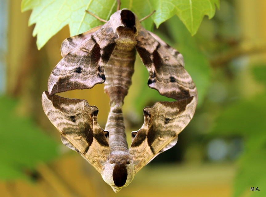 Smerinthus ocellatus - esti pávaszem