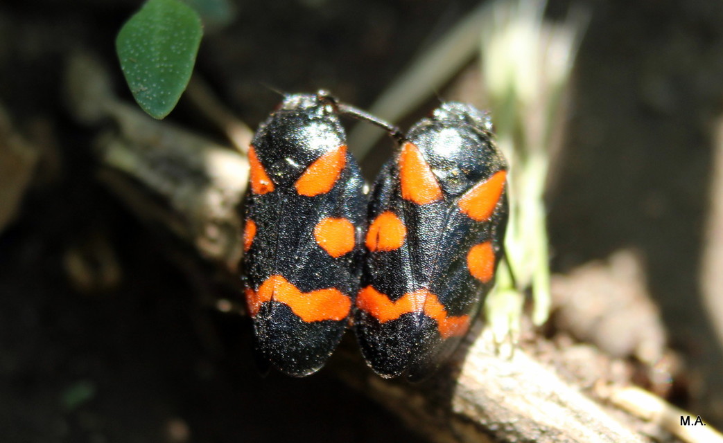 Cercopis